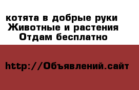 котята в добрые руки -  Животные и растения » Отдам бесплатно   